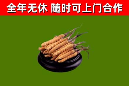 宝丰烟酒回收冬虫夏草.jpg